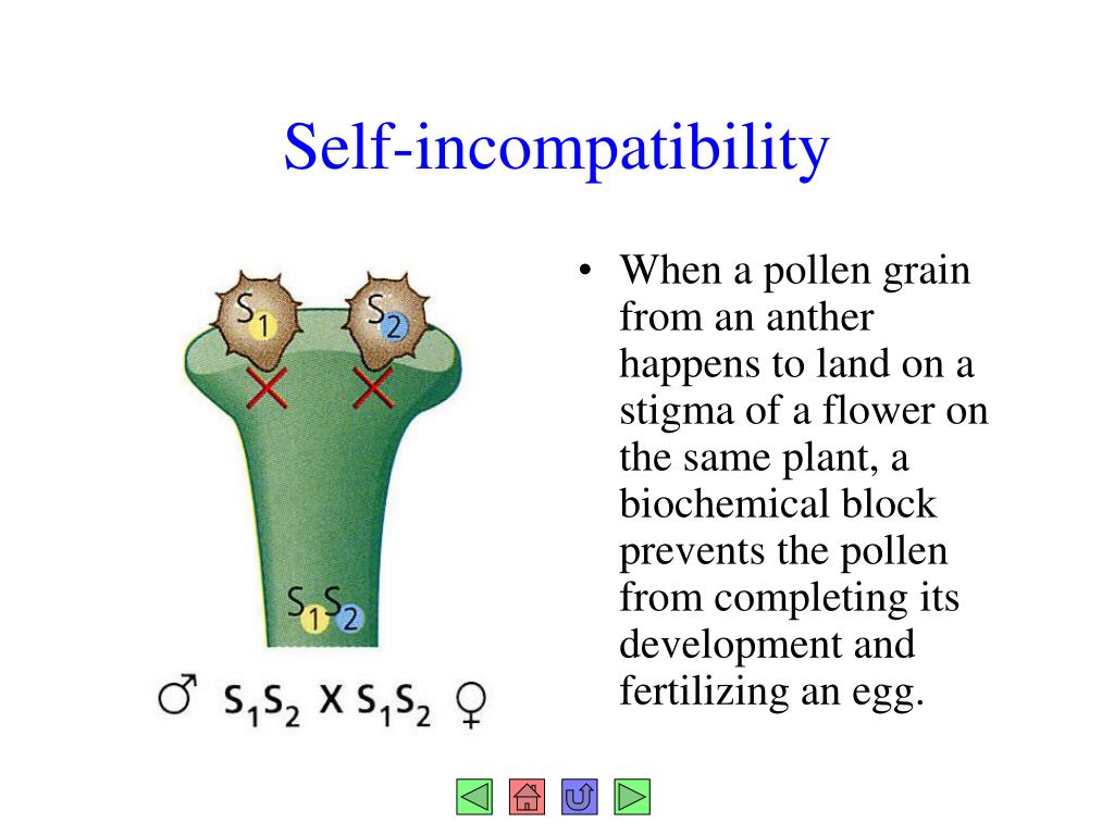 PPT Chapter 38 Plant Reproduction and Biotechnology PowerPoint