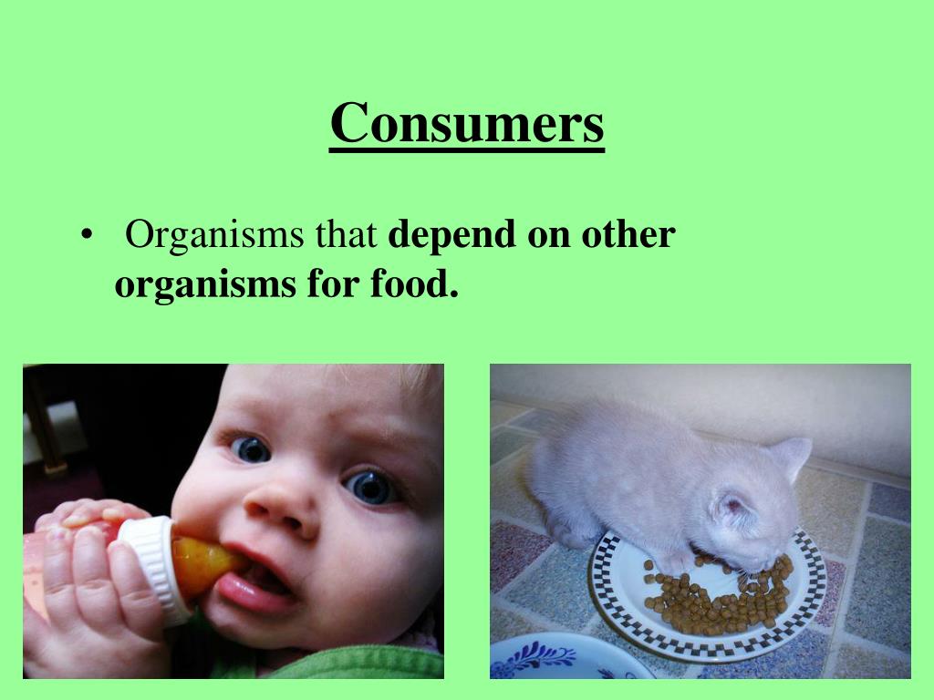 PPT Environment PowerPoint Presentation, free download ID597072