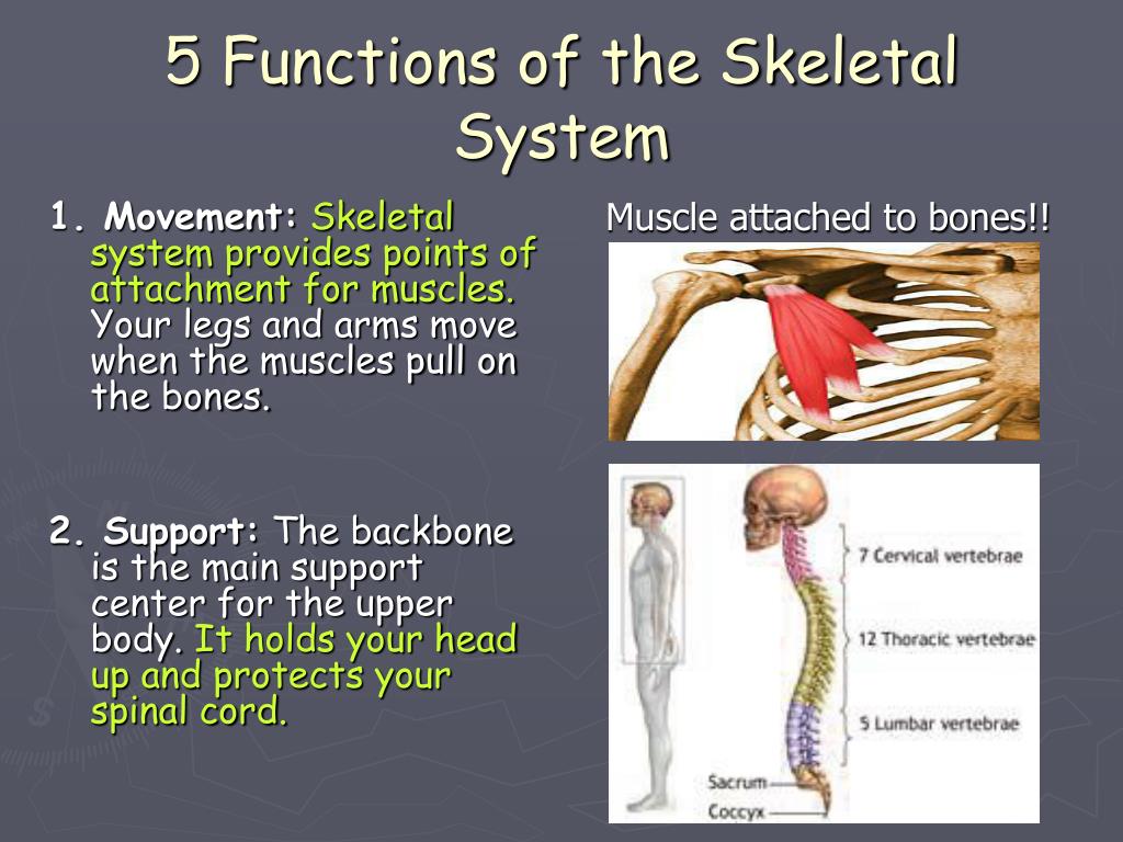 PPT Skeletal System PowerPoint Presentation ID597183