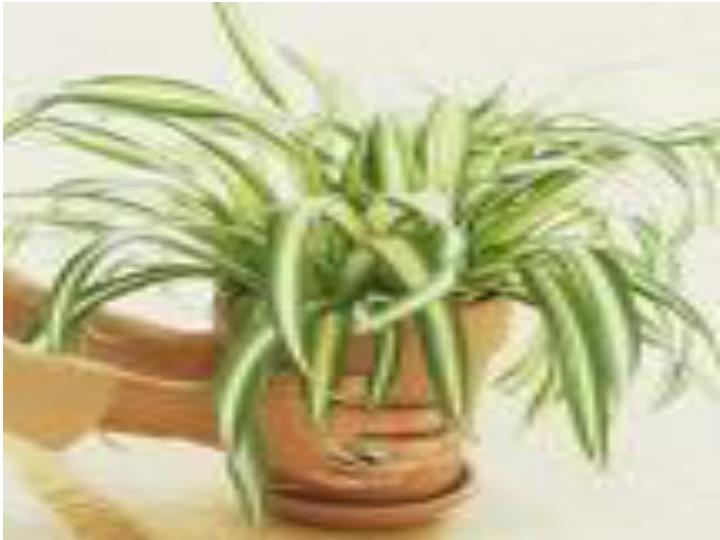 PPT MY SCIENCE FAIR PROJECT FEEDING HOUSE PLANTS