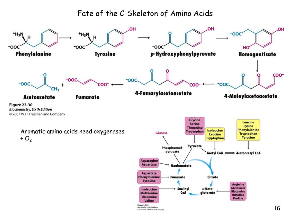 PPT Amino Acid Metabolism PowerPoint Presentation, free download ID
