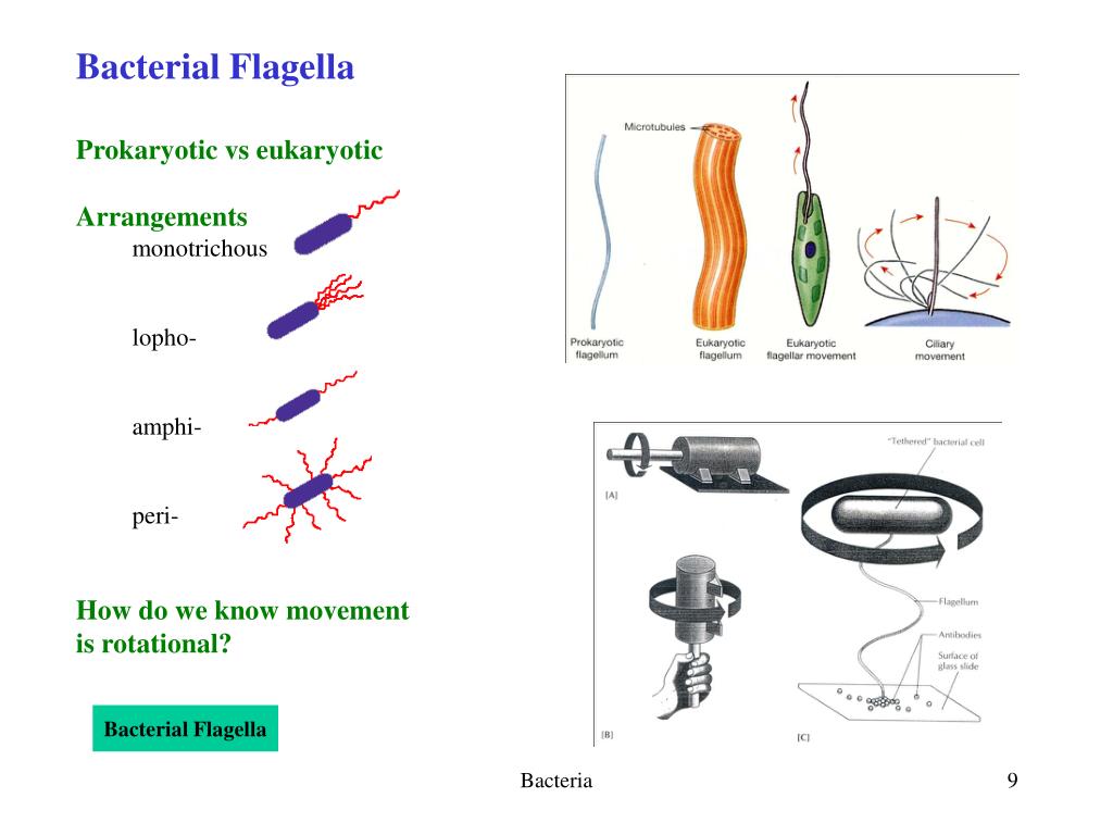 PPT Bacteria Chapter 5 Classification of bacteria is ‘murky’ A
