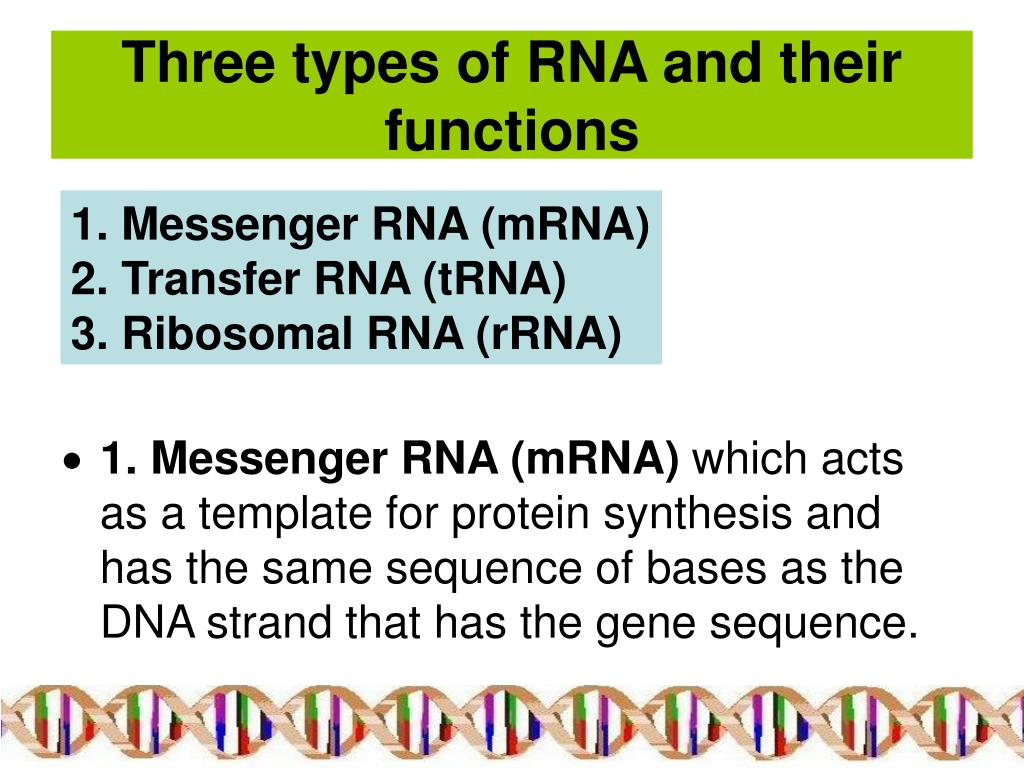 PPT Structure of RNA PowerPoint Presentation, free download ID599571