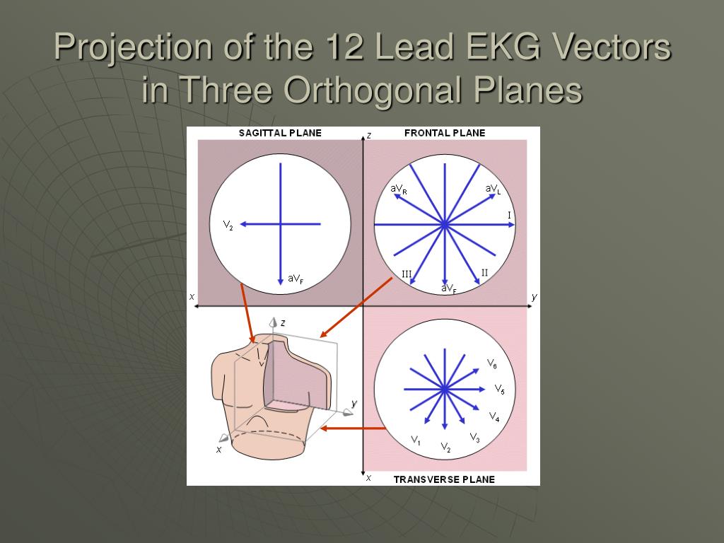 PPT THE PHYSIOLOGICAL BASIS OF THE EKG PowerPoint Presentation, free