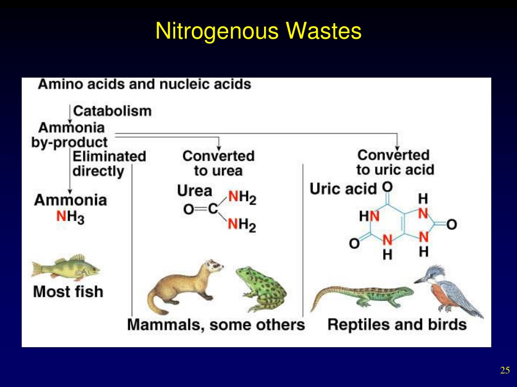 Types Of Nitrogenous Waste