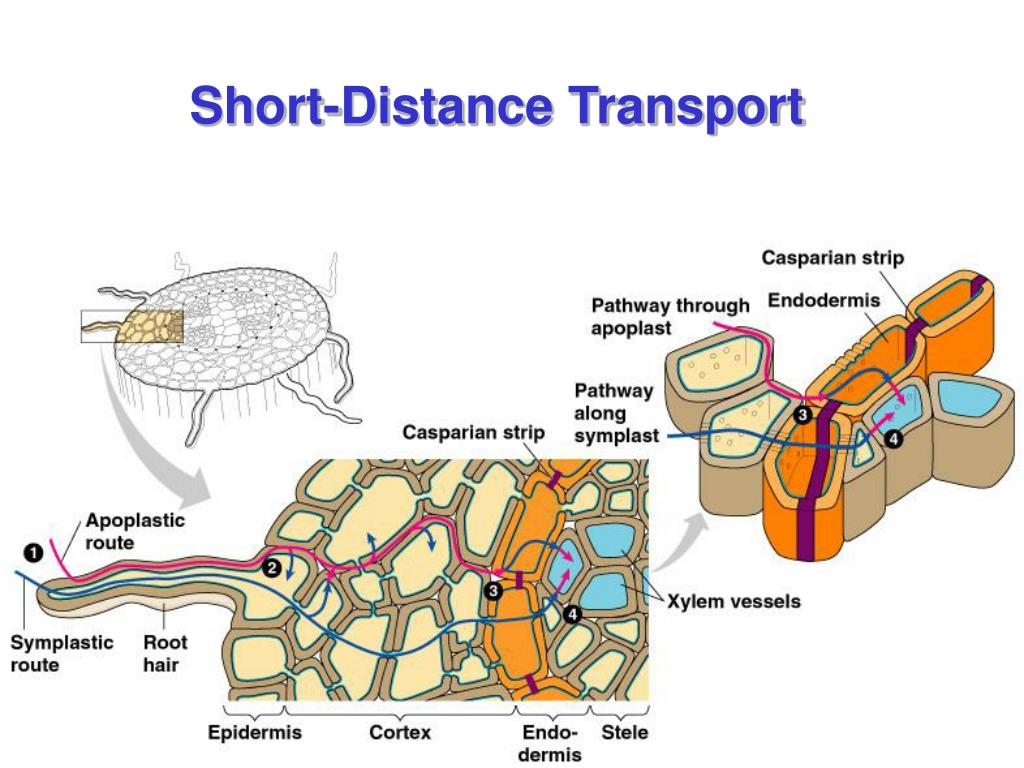 PPT TRANSPORT IN PLANTS PowerPoint Presentation, free download ID