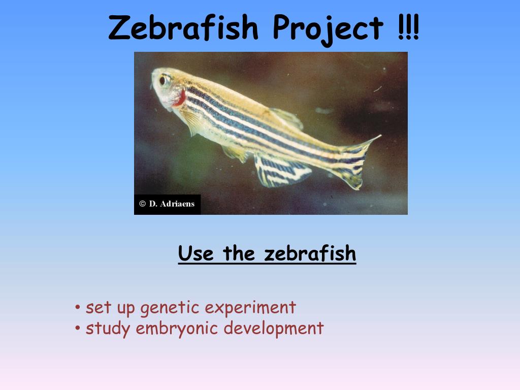 PPT Zebrafish Project !!! PowerPoint Presentation, free download ID