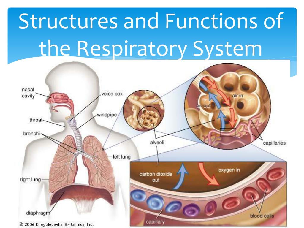 PPT Structures and Functions of the Respiratory System PowerPoint