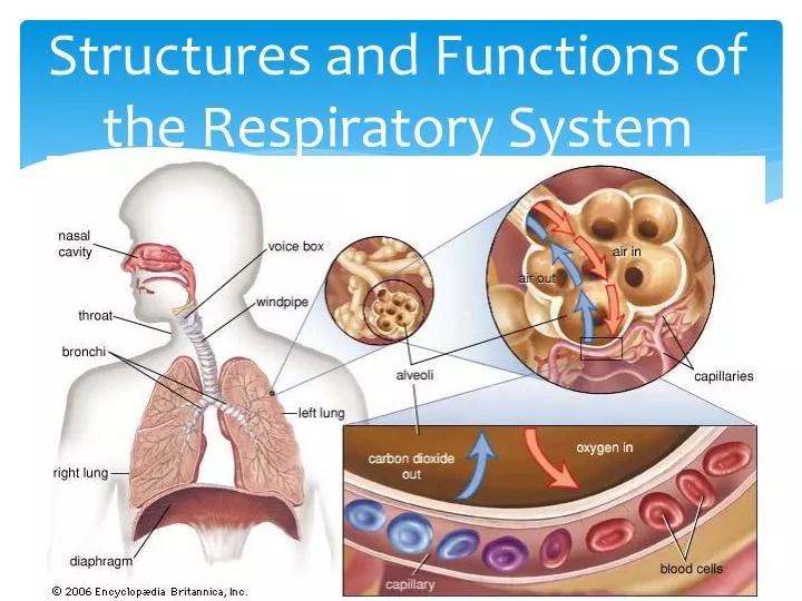 PPT Structures and Functions of the Respiratory System PowerPoint