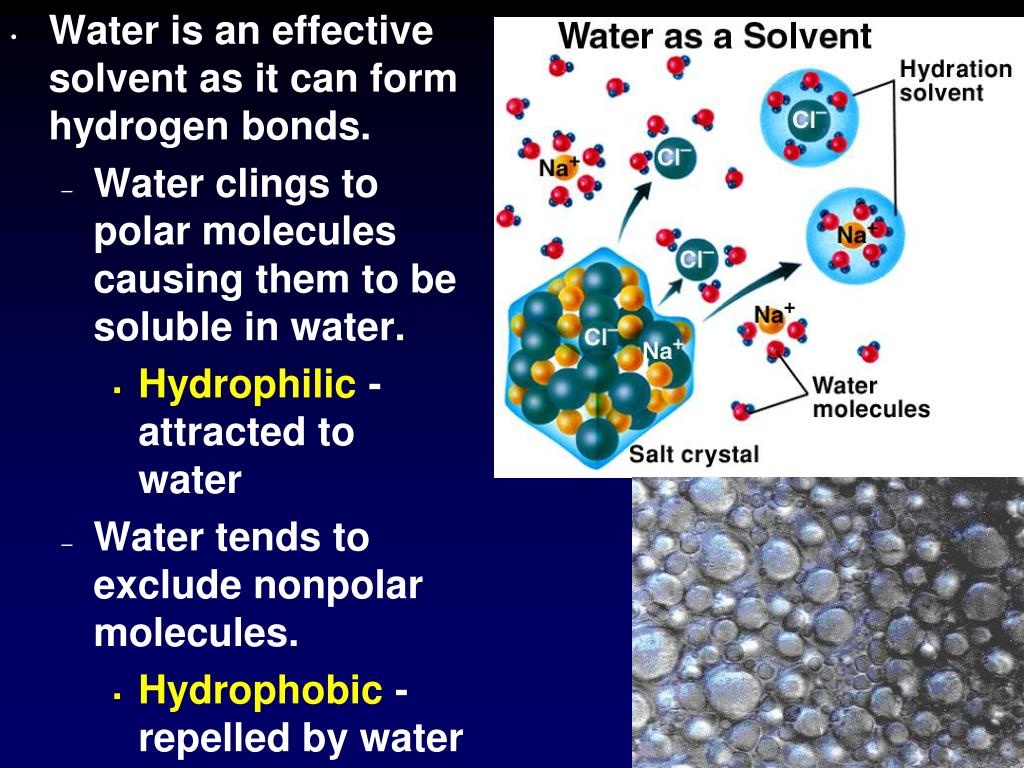 PPT Water Chemistry & Properties of Water PowerPoint Presentation