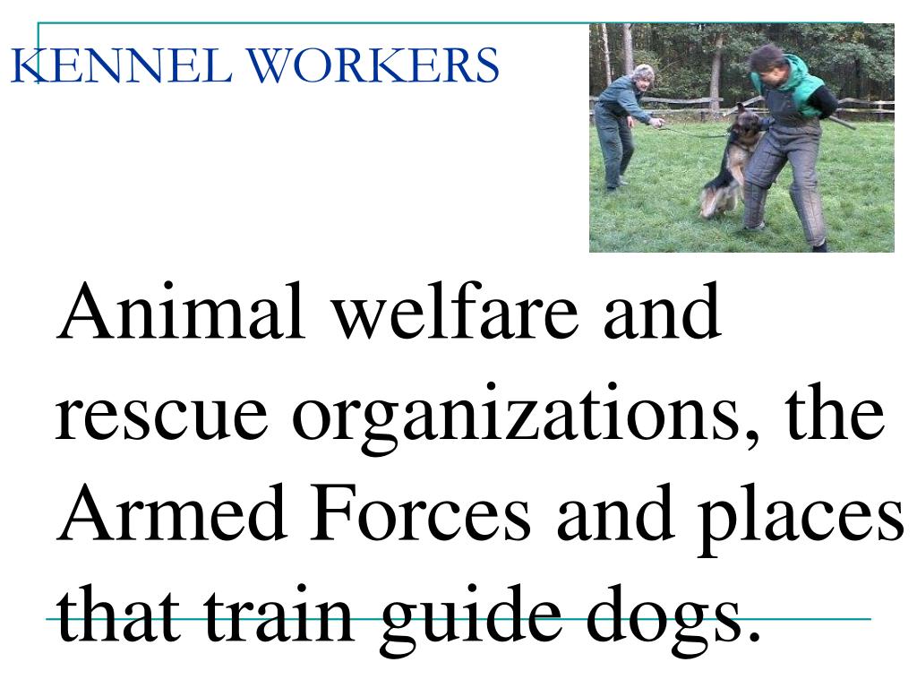 PPT Careers PowerPoint Presentation, free download ID60894