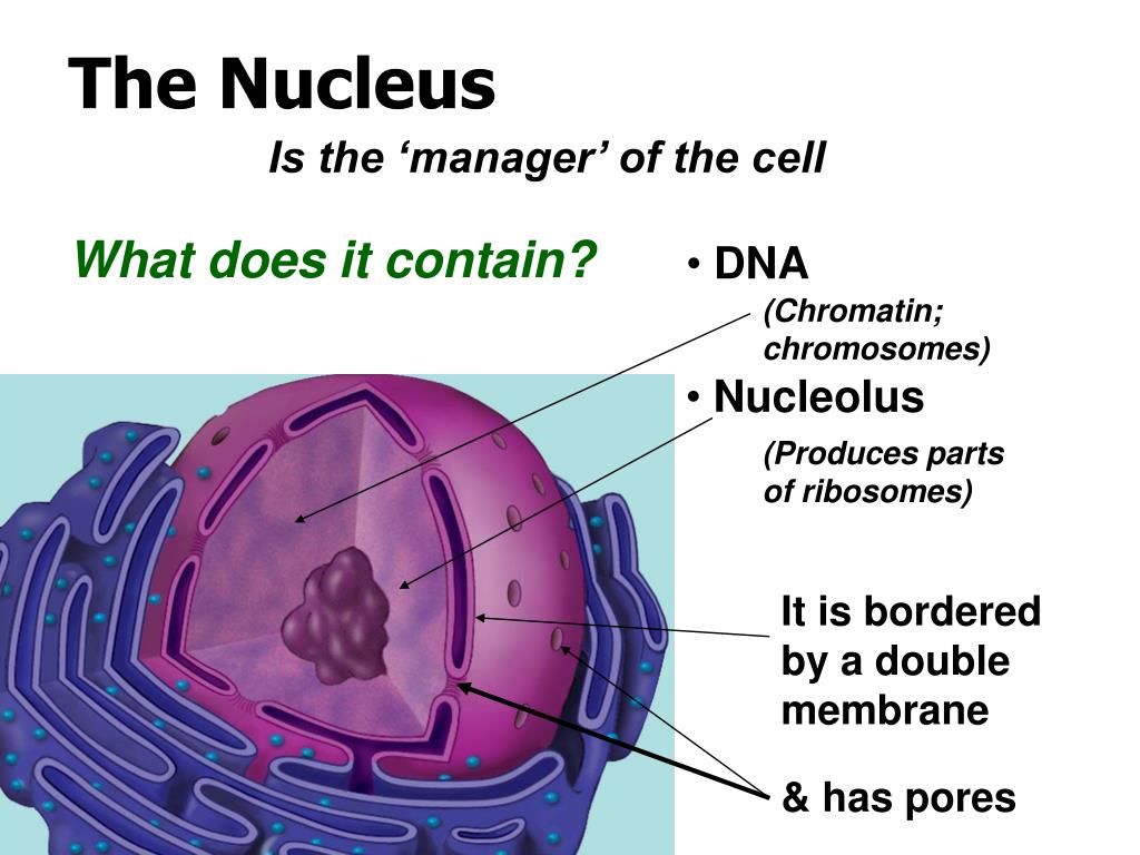 PPT A Tour of the Cell PowerPoint Presentation, free download ID609027