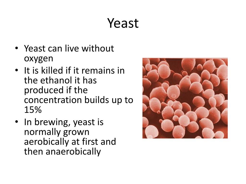 PPT Anaerobic Respiration PowerPoint Presentation, free download ID