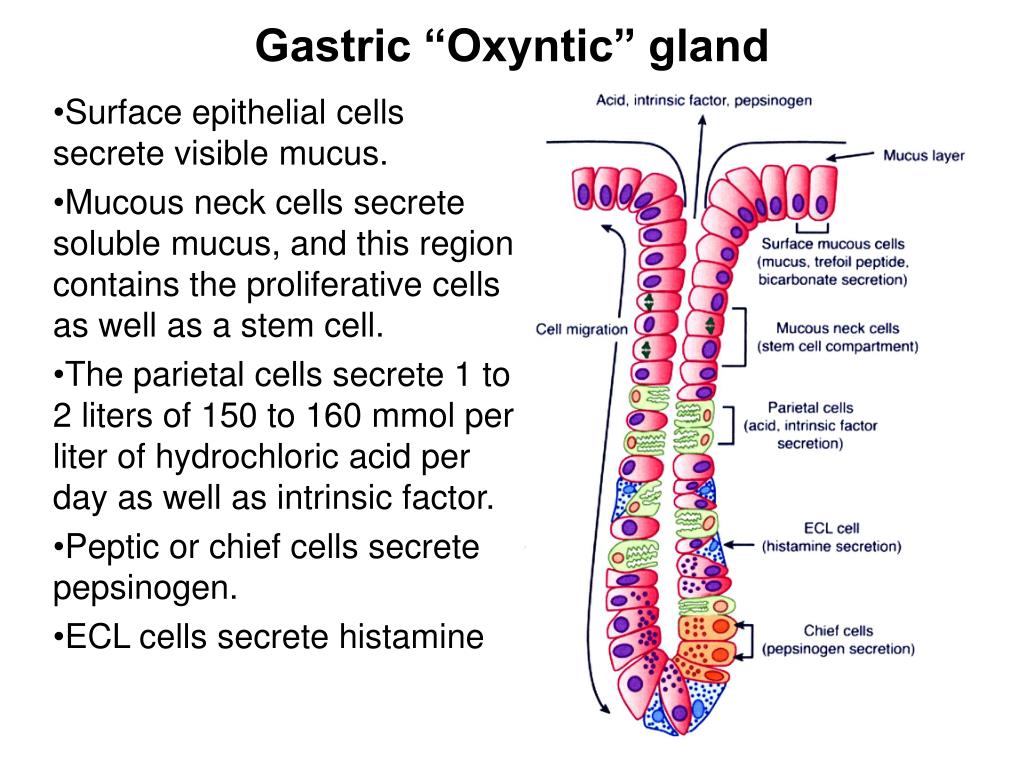 PPT The proximal 80 of the stomach makes up the acid secreting