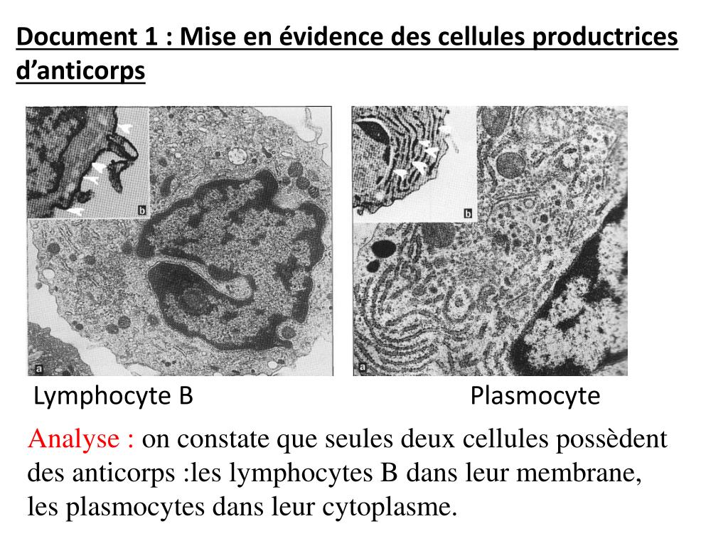 PPT Chapitre 2 Quel est l’origine et le rôle de l