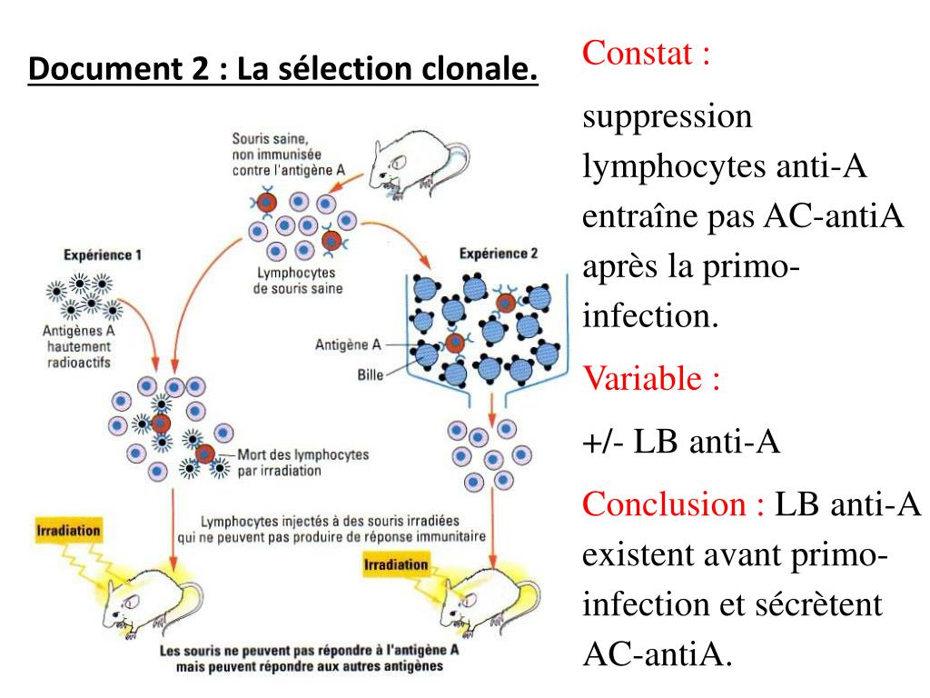 PPT Chapitre 2 Quel est l’origine et le rôle de l