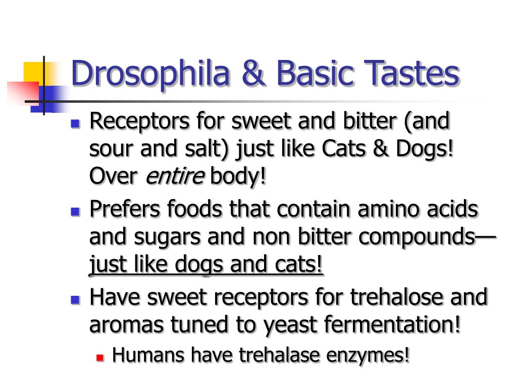 PPT Cat & Dog Sensory Perception PowerPoint Presentation, free download ID614101