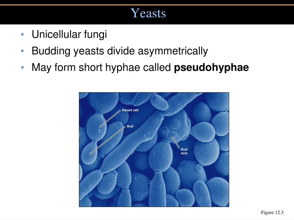 PPT Chapter 12, part A PowerPoint Presentation, free download ID614146