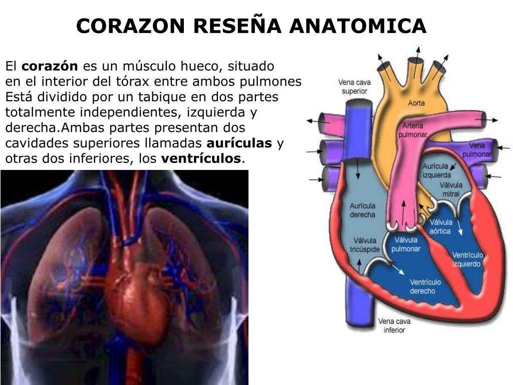 PPT APARATO CARDIOVASCULAR PowerPoint Presentation, free download