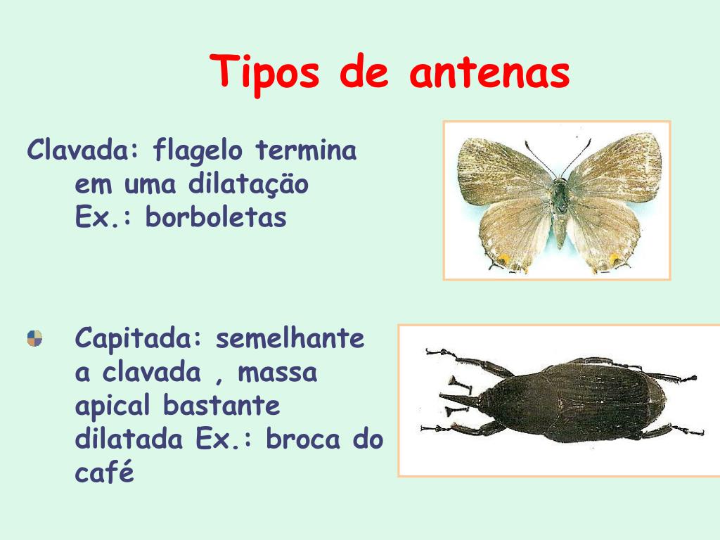 PPT MORFOLOGIA EXTERNA DOS INSETOS PowerPoint Presentation, free