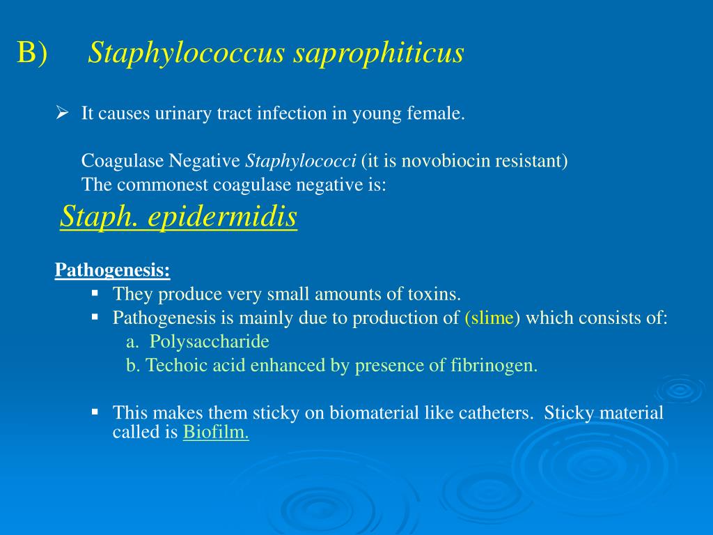 PPT STAPHYLOCOCCI PowerPoint Presentation, free download