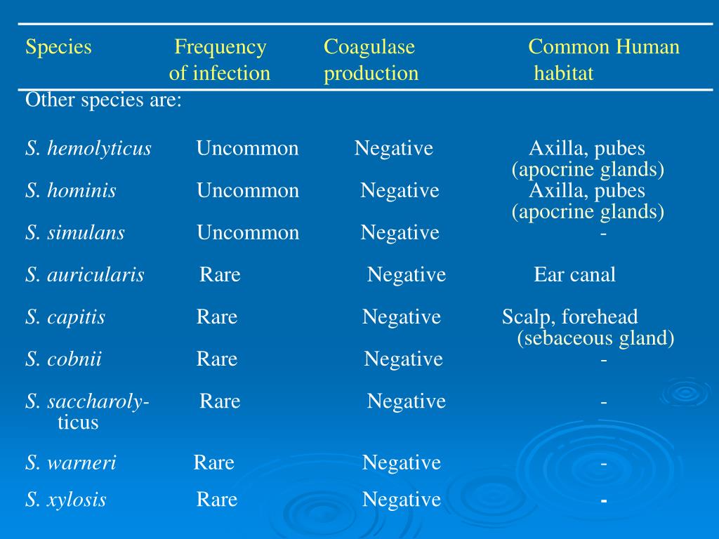 PPT STAPHYLOCOCCI PowerPoint Presentation, free download