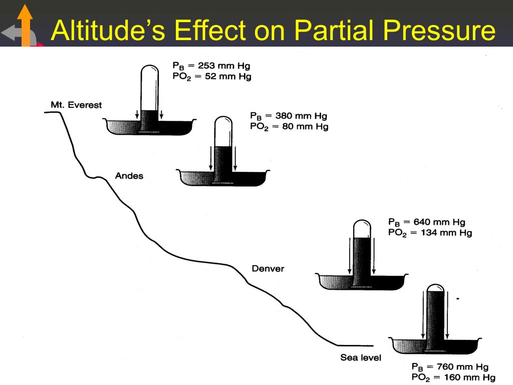 PPT ARTERIAL BLOOD GAS ANALYSIS PowerPoint Presentation, free