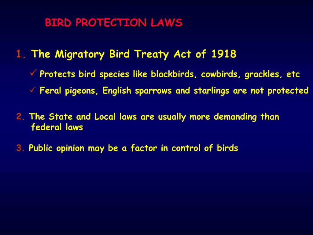 PPT BIRDS AND THEIR CONTROL PowerPoint Presentation, free download