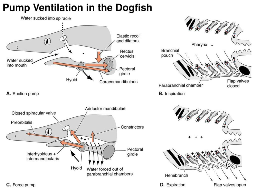 PPT Respiratory System 1 PowerPoint Presentation, free download ID624617