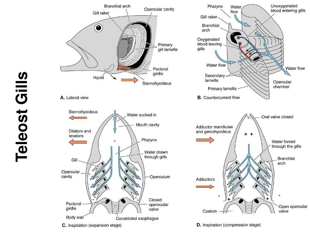 PPT Respiratory System 1 PowerPoint Presentation, free download ID624617