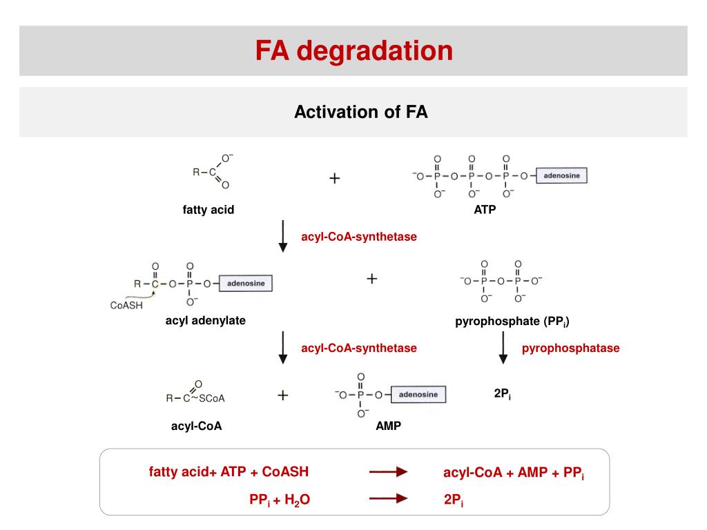 PPT Synthesis and degradation of fatty acids PowerPoint Presentation