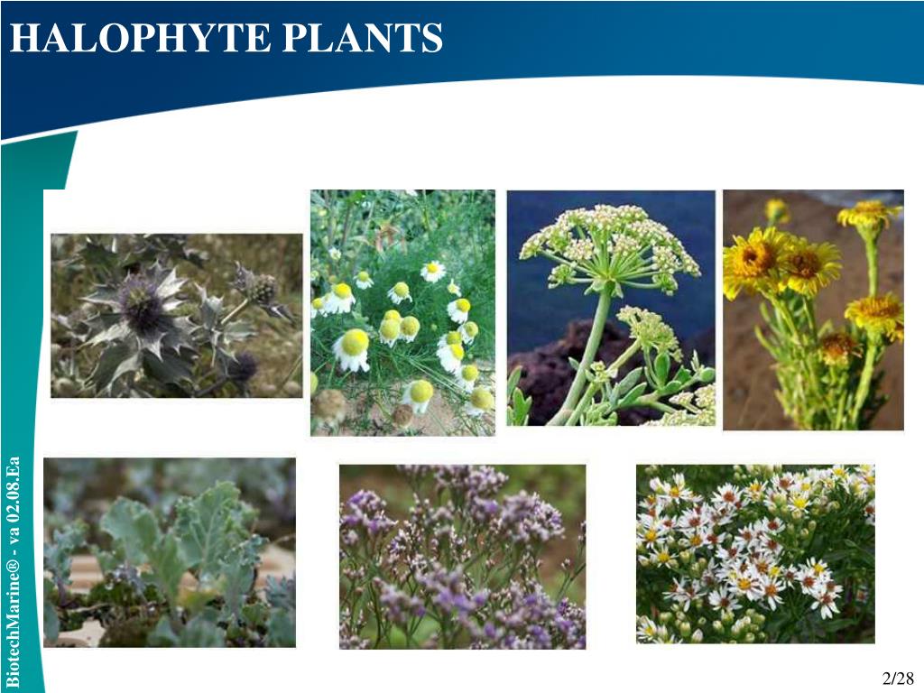 PPT Cellulosomes ® Eryngium Global skin restructuring PowerPoint