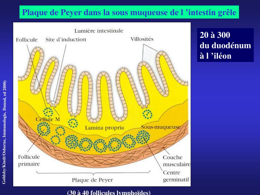 PPT LE SYSTEME LYMPHATIQUE Lymphe Vaisseaux lymphatiques Tissus lymphoïdes ILLUSTRATIONS