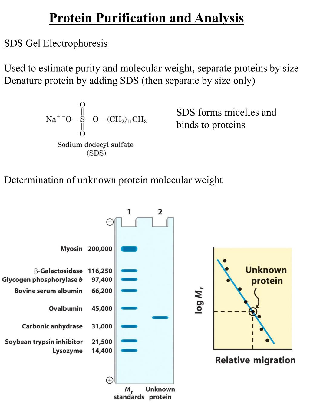 PPT Protein Purification and Analysis PowerPoint Presentation, free