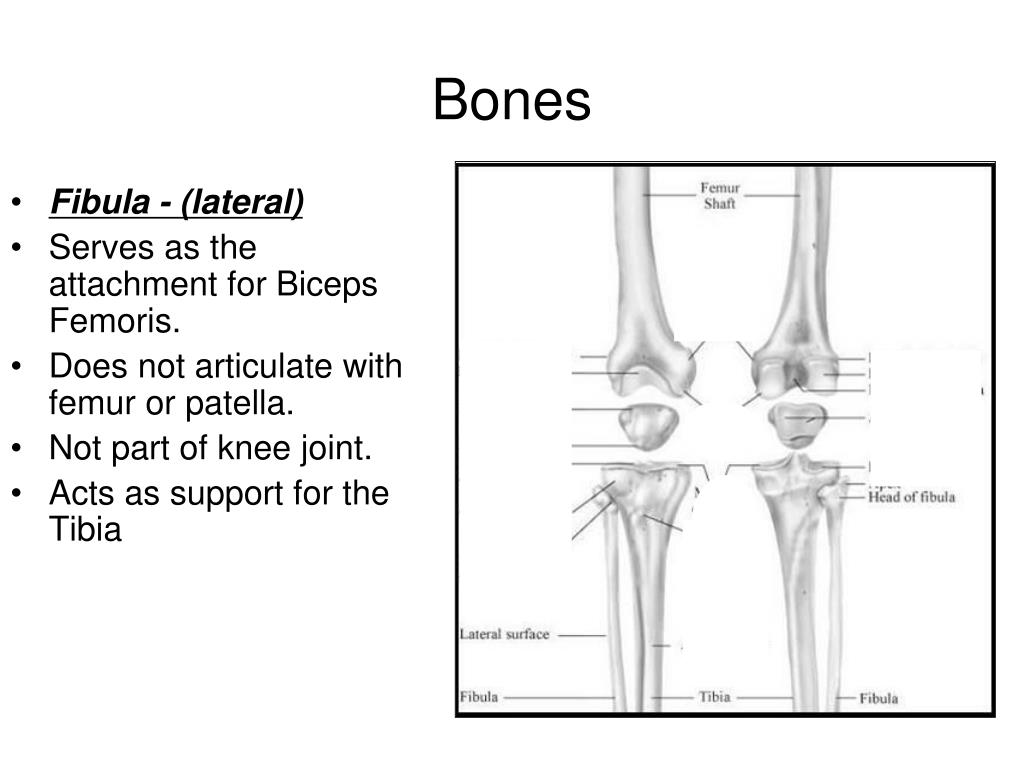 PPT The Knee Joint PowerPoint Presentation, free download ID634195