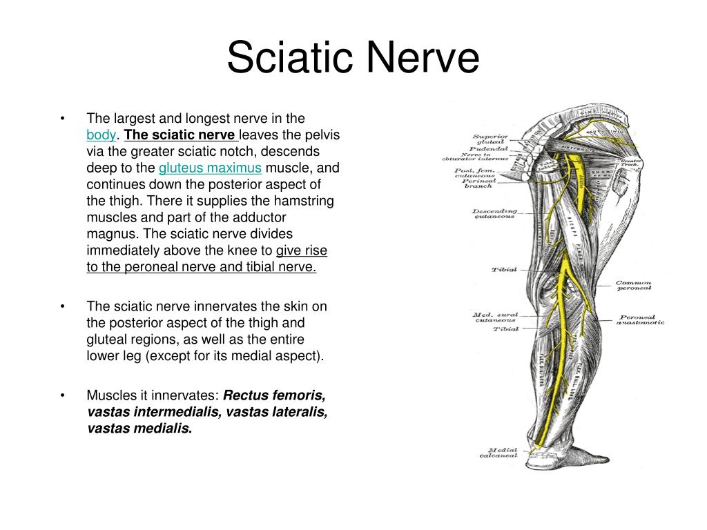 PPT The Knee Joint PowerPoint Presentation ID634195