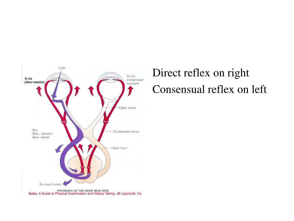 PPT Describe Conjunctiva PowerPoint Presentation, free download ID
