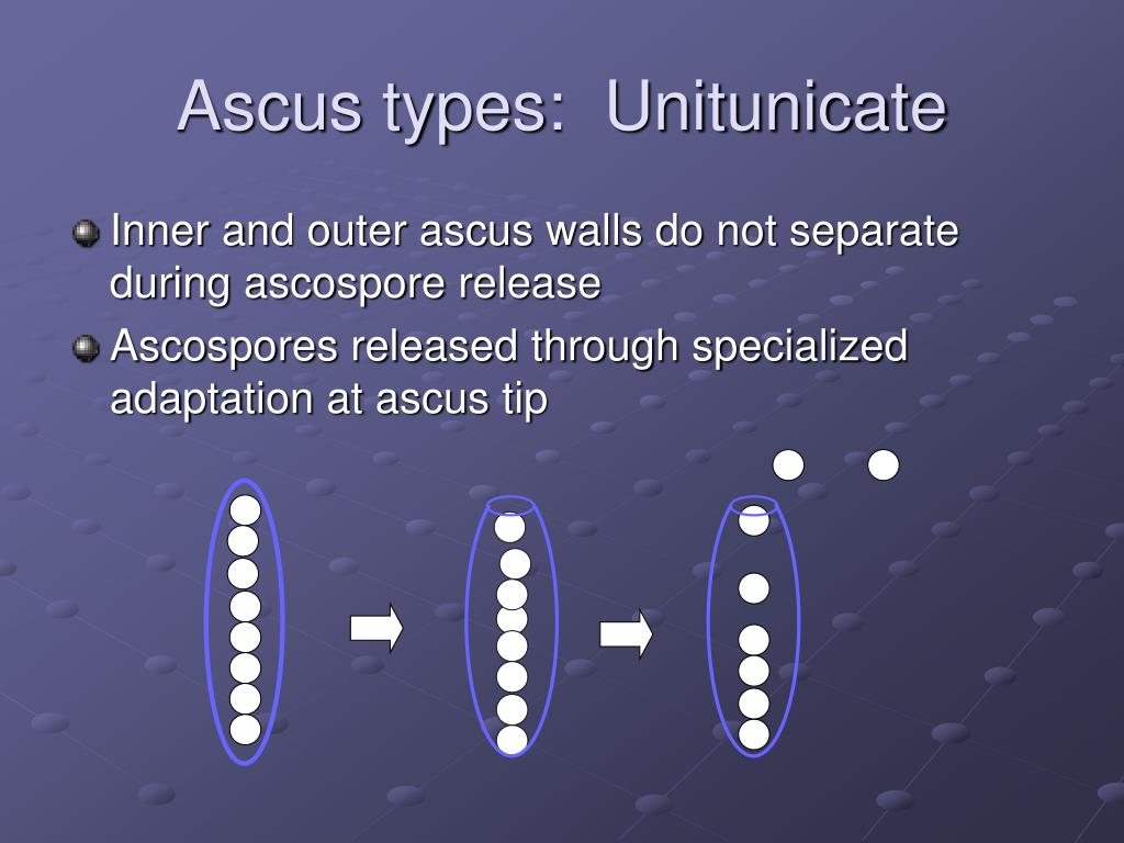 PPT Introduction to (continued); and