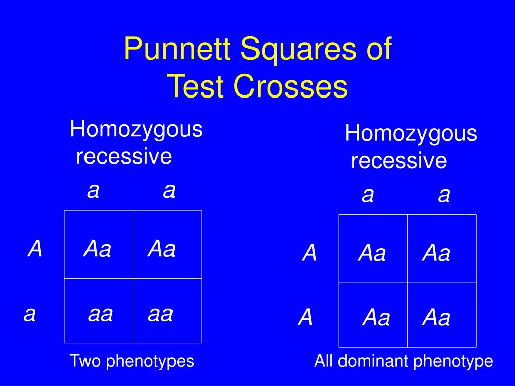 PPT Observable Patterns of Inheritance PowerPoint Presentation, free