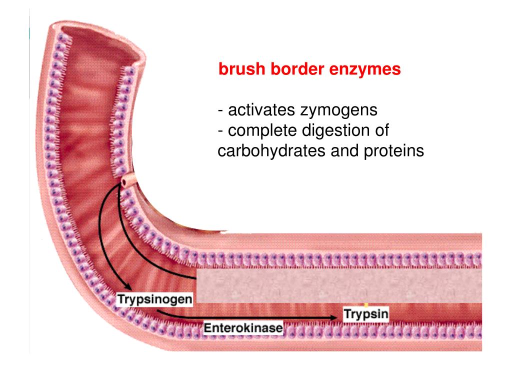 PPT The Digestive System PowerPoint Presentation, free download ID