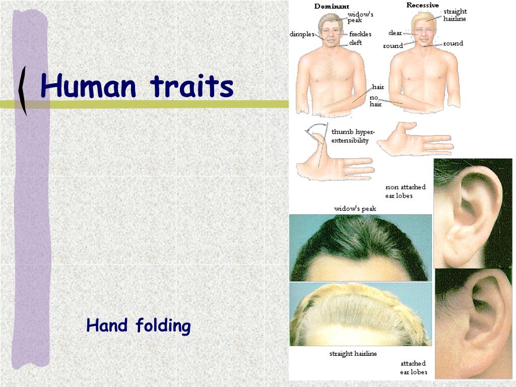 PPT Inheritance Mendelian PowerPoint Presentation, free