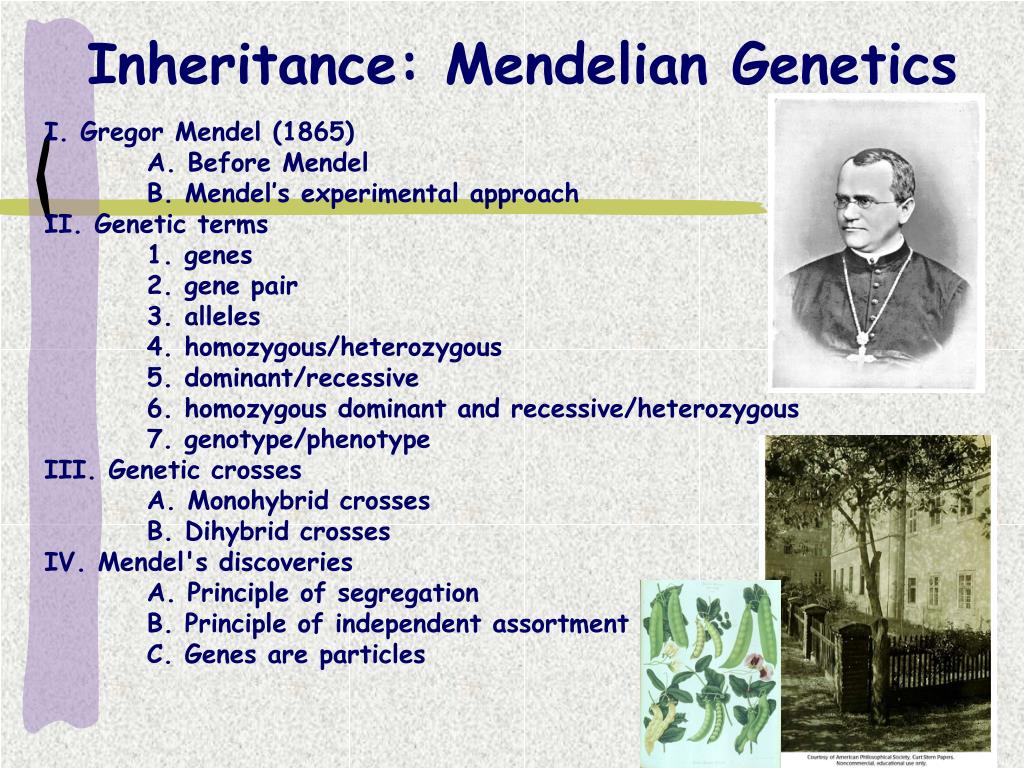 PPT Inheritance Mendelian PowerPoint Presentation, free