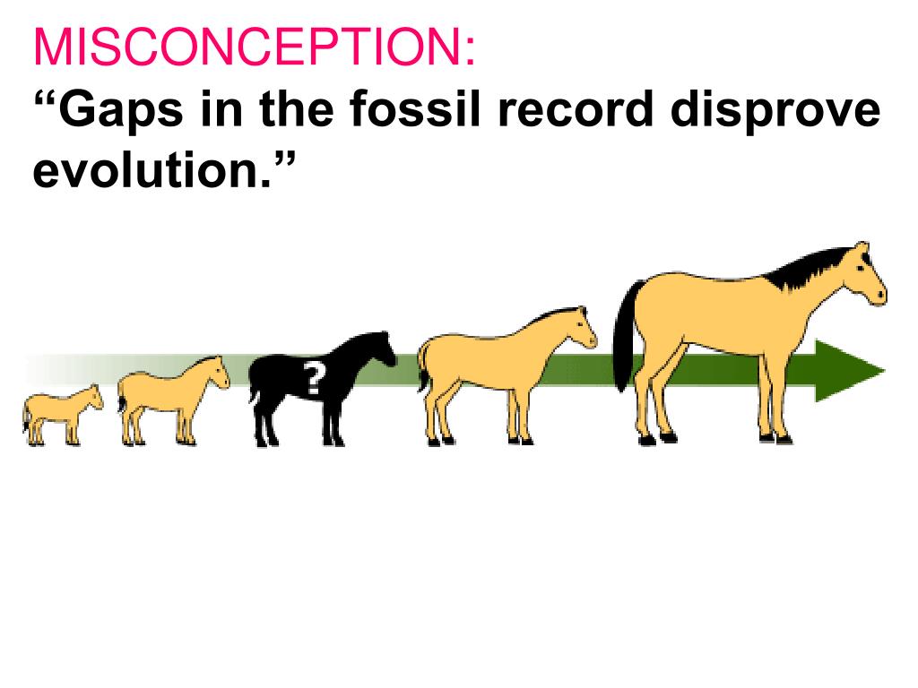 PPT Misconceptions about Evolution PowerPoint Presentation, free download ID636757
