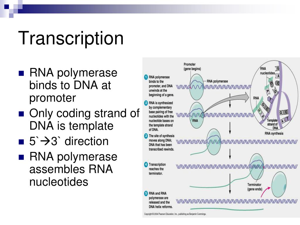 PPT Microbial PowerPoint Presentation ID637800