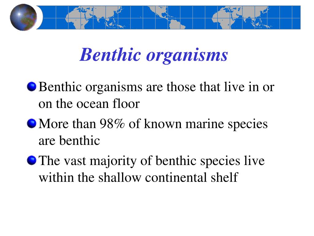 PPT Chapter 15 Animals of the Benthic Environment PowerPoint