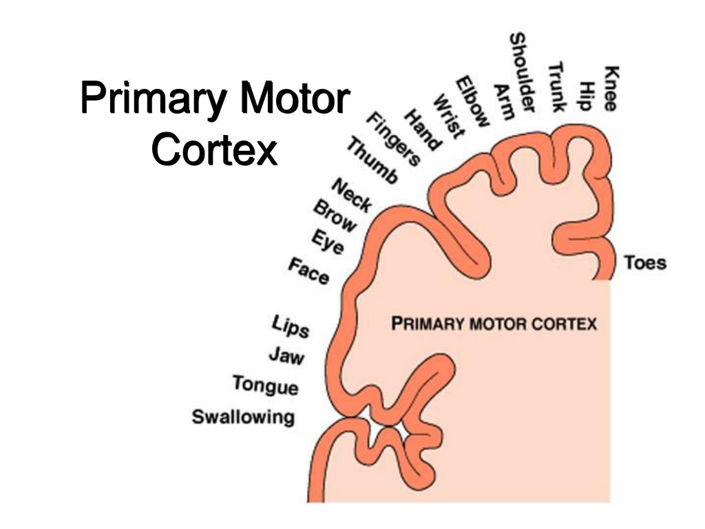 PPT Sensory, Motor, & Integrative System PowerPoint Presentation ID
