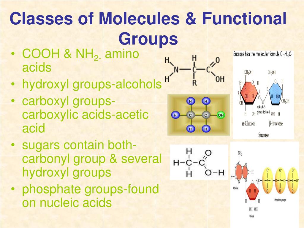 PPT Molecules of Life PowerPoint Presentation ID640901