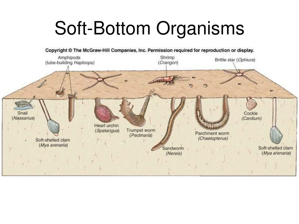 PPT Continental Shelf PowerPoint Presentation, free download ID642015