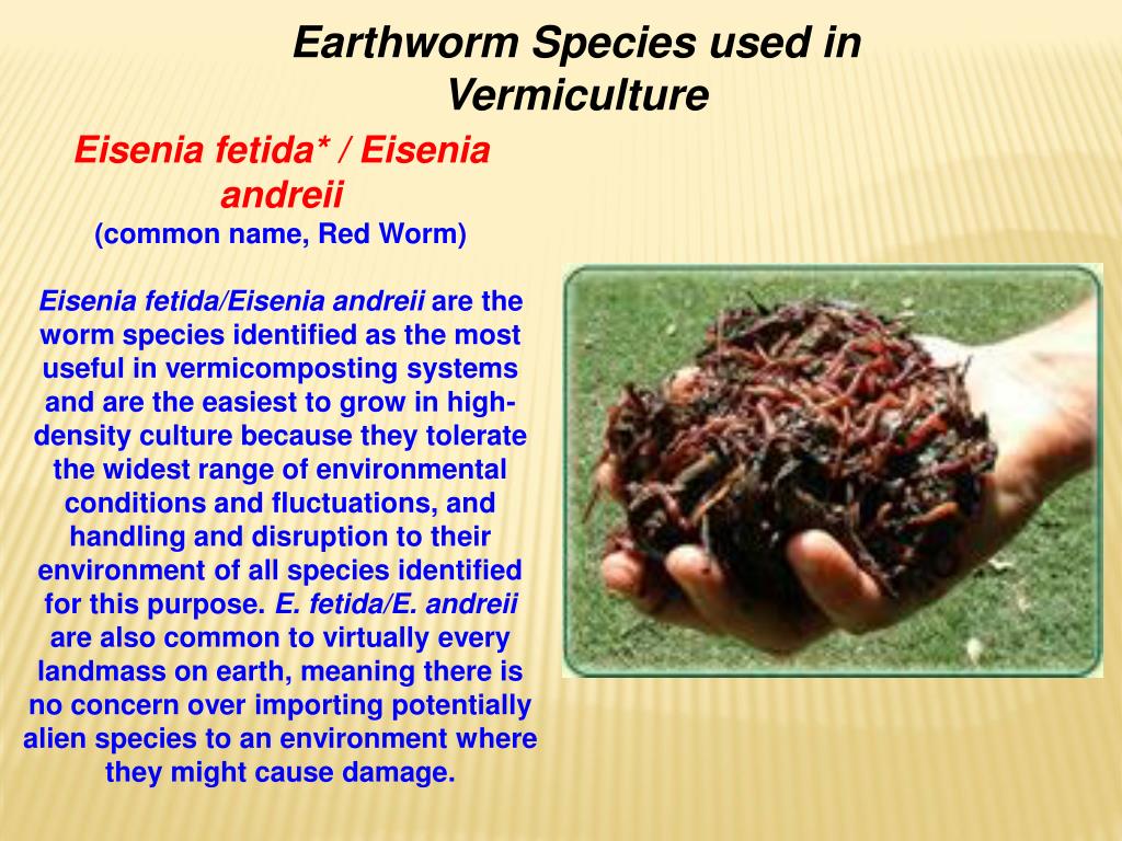 PPT VERMICULTURE PowerPoint Presentation, free download ID642278