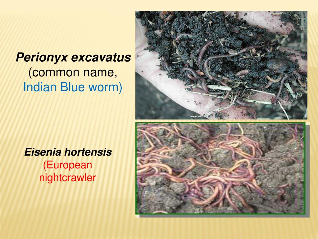 PPT VERMICULTURE PowerPoint Presentation, free download ID642278